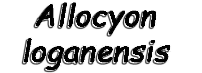 Allocyon loganensis
