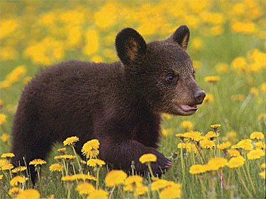 American Black Bear Cub