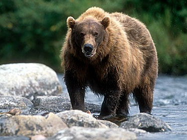 Grizzly Bear In Alaska