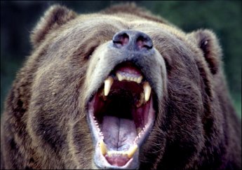 Kodiak Bear