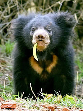 Sloth Bear Cub